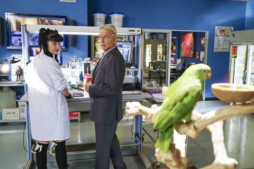 Ncis mark harmon - [mark, harmon/pauley